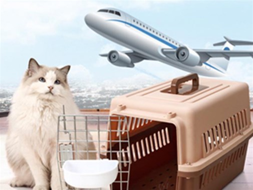 宠物坐飞机会很危险吗，宠物托运能够购买保险吗？